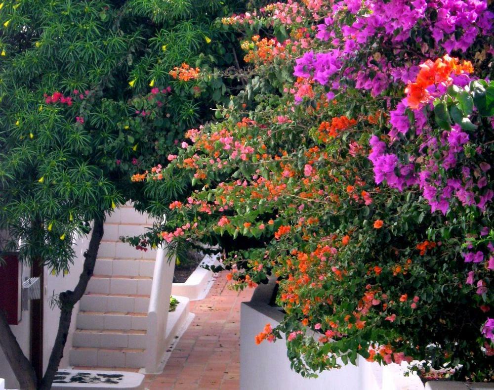 Apartamentos Tamarindos Puerto del Carmen  Kültér fotó